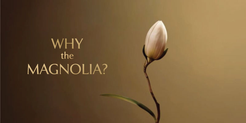 Giải Mã Ý Nghĩa Tên Gọi The Magnolia: Biểu Tượng Của Khí Chất Tinh Hoa Và Di Sản Truyền Đời